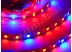 ФИТО LED лента 5050/60 негерметичная (IP20) standart (для расстений)